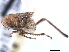  ( - CNC#HEM405476)  @11 [ ] CreativeCommons - Attribution (2012) CBG Photography Group Centre for Biodiversity Genomics
