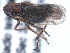  ( - CNC#HEM405477)  @13 [ ] CreativeCommons - Attribution (2012) CBG Photography Group Centre for Biodiversity Genomics