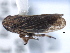  ( - CNC#HEM405482)  @13 [ ] CreativeCommons - Attribution (2012) CBG Photography Group Centre for Biodiversity Genomics