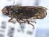  ( - CNC#HEM405483)  @12 [ ] CreativeCommons - Attribution (2012) CBG Photography Group Centre for Biodiversity Genomics