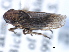  ( - CNC#HEM405485)  @13 [ ] CreativeCommons - Attribution (2012) CBG Photography Group Centre for Biodiversity Genomics