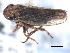  ( - CNC#HEM405488)  @13 [ ] CreativeCommons - Attribution (2012) CBG Photography Group Centre for Biodiversity Genomics
