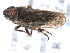  ( - CNC#HEM405489)  @13 [ ] CreativeCommons - Attribution (2012) CBG Photography Group Centre for Biodiversity Genomics