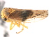  (Populicerus aureus - CNC#HEM405501)  @13 [ ] CreativeCommons - Attribution (2012) CBG Photography Group Centre for Biodiversity Genomics