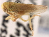  (Populicerus gillettei - CNC#HEM405512)  @11 [ ] CreativeCommons - Attribution (2012) CBG Photography Group Centre for Biodiversity Genomics