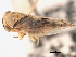  (Populicerus lachrymalis - CNC#HEM405522)  @13 [ ] CreativeCommons - Attribution (2012) CBG Photography Group Centre for Biodiversity Genomics