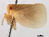  (Acanalonia immaculata - CNC#HEM405535)  @11 [ ] CreativeCommons - Attribution (2012) CNC/CBG Photography Group Centre for Biodiversity Genomics