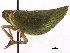  (Orthophana - CNC#HEM405536)  @13 [ ] CreativeCommons - Attribution (2012) CNC/CBG Photography Group Centre for Biodiversity Genomics