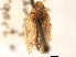  (Nototettigometra - CNC#HEM405570)  @13 [ ] CreativeCommons - Attribution (2012) CNC/CBG Photography Group Centre for Biodiversity Genomics