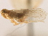  (Haplaxius ovatus - CNC#HEM405579)  @13 [ ] CreativeCommons - Attribution (2012) CNC/CBG Photography Group Centre for Biodiversity Genomics