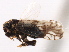  (Bakerella cornigera - CNC#HEM405613)  @11 [ ] CreativeCommons - Attribution (2012) CNC/CBG Photography Group Centre for Biodiversity Genomics