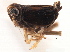  (Delphacodes livida - CNC#HEM405616)  @12 [ ] CreativeCommons - Attribution (2012) CNC/CBG Photography Group Centre for Biodiversity Genomics