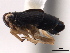  (Caenodelphax atridorsum - CNC#HEM405619)  @13 [ ] CreativeCommons - Attribution (2012) CNC/CBG Photography Group Centre for Biodiversity Genomics