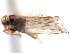 (Delphacodes pedaformis - CNC#HEM405637)  @13 [ ] CreativeCommons - Attribution (2012) CNC/CBG Photography Group Centre for Biodiversity Genomics