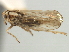  (Sogatella mollina - CNC#HEM405702)  @11 [ ] CreativeCommons - Attribution (2012) CNC/CBG Photography Group Centre for Biodiversity Genomics