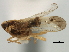  (Sogatella oryzicola - CNC#HEM405703)  @11 [ ] CreativeCommons - Attribution (2012) CNC/CBG Photography Group Centre for Biodiversity Genomics