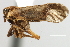  (Cemus pulchellus - CNC#HEM405720)  @11 [ ] CreativeCommons - Attribution (2012) CNC/CBG Photography Group Centre for Biodiversity Genomics
