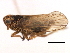  ( - CNC#HEM405926)  @13 [ ] CreativeCommons - Attribution (2012) CNC/CBG Photography Group Centre for Biodiversity Genomics
