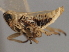 (Delphacodes foveata - CNC#HEM405927)  @11 [ ] CreativeCommons - Attribution (2012) CNC/CBG Photography Group Centre for Biodiversity Genomics