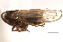  ( - CNC#HEM405930)  @11 [ ] CreativeCommons - Attribution (2012) CNC/CBG Photography Group Centre for Biodiversity Genomics