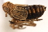  ( - CNC#HEM405932)  @11 [ ] CreativeCommons - Attribution (2012) CNC/CBG Photography Group Centre for Biodiversity Genomics