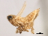  ( - CNC#HEM405934)  @11 [ ] CreativeCommons - Attribution (2012) CNC/CBG Photography Group Centre for Biodiversity Genomics