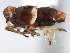  ( - CNC#HEM405955)  @12 [ ] CreativeCommons - Attribution (2012) CNC/CBG Photography Group Centre for Biodiversity Genomics