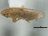  (Prokelisia dolus - CNC#HEM405969)  @12 [ ] CreativeCommons - Attribution (2012) CNC/CBG Photography Group Centre for Biodiversity Genomics
