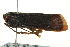  ( - CNC#HEM406057)  @11 [ ] CreativeCommons - Attribution (2012) CNC/CBG Photography Group Centre for Biodiversity Genomics