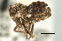  (Dyctidea - CNC#HEM406077)  @11 [ ] CreativeCommons - Attribution (2012) CNC/CBG Photography Group Centre for Biodiversity Genomics