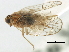  (Oeclidius brickellus - CNC#HEM406092)  @11 [ ] CreativeCommons - Attribution (2012) CNC/CBG Photography Group Centre for Biodiversity Genomics