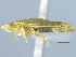  ( - CNC#HEM405441)  @13 [ ] CreativeCommons - Attribution (2012) CNC/CBG Photography Group Centre for Biodiversity Genomics