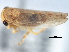  (Populicerus duzeei - CNC#HEM405733)  @11 [ ] CreativeCommons - Attribution (2012) CNC/CBG Photography Group Centre for Biodiversity Genomics