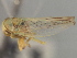  (Populicerus levis - CNC#HEM405742)  @12 [ ] CreativeCommons - Attribution (2012) CNC/CBG Photography Group Centre for Biodiversity Genomics