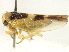  (Populicerus lunaris - CNC#HEM405744)  @14 [ ] CreativeCommons - Attribution (2012) CNC/CBG Photography Group Centre for Biodiversity Genomics
