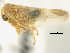  (Populicerus pallidus - CNC#HEM405750)  @13 [ ] CreativeCommons - Attribution (2012) CNC/CBG Photography Group Centre for Biodiversity Genomics