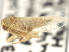  (Populicerus unicolor - CNC#HEM405768)  @14 [ ] CreativeCommons - Attribution (2012) CNC/CBG Photography Group Centre for Biodiversity Genomics