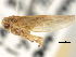  (Populicerus vanduzeei - CNC#HEM405771)  @13 [ ] CreativeCommons - Attribution (2012) CNC/CBG Photography Group Centre for Biodiversity Genomics