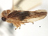  ( - CNC#HEM405773)  @12 [ ] CreativeCommons - Attribution (2012) CNC/CBG Photography Group Centre for Biodiversity Genomics