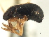  ( - CNC#HEM405780)  @13 [ ] CreativeCommons - Attribution (2012) CNC/CBG Photography Group Centre for Biodiversity Genomics