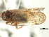  (Cixius nike - CNC#HEM405800)  @14 [ ] CreativeCommons - Attribution (2012) CNC/CBG Photography Group Centre for Biodiversity Genomics