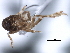  (Bakerella spinifera - CNC#HEM405833)  @11 [ ] CreativeCommons - Attribution (2012) CNC/CBG Photography Group Centre for Biodiversity Genomics