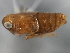  (Delphacodes nigriscutellata - CNC#HEM405838)  @13 [ ] CreativeCommons - Attribution (2012) CNC/CBG Photography Group Centre for Biodiversity Genomics