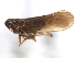  (Javesella dolera - CNC#HEM405841)  @13 [ ] CreativeCommons - Attribution (2012) CNC/CBG Photography Group Centre for Biodiversity Genomics
