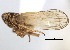  (Javesella arcanistyla - CNC#HEM405866)  @11 [ ] CreativeCommons - Attribution (2012) CNC/CBG Photography Group Centre for Biodiversity Genomics