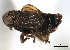  (Javesella atrata - CNC#HEM405869)  @13 [ ] CreativeCommons - Attribution (2012) CNC/CBG Photography Group Centre for Biodiversity Genomics
