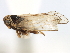  (Javesella lla - CNC#HEM405870)  @11 [ ] CreativeCommons - Attribution (2012) CNC/CBG Photography Group Centre for Biodiversity Genomics