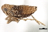  (Delphacodes analis - CNC#HEM405891)  @11 [ ] CreativeCommons - Attribution (2012) CNC/CBG Photography Group Centre for Biodiversity Genomics