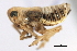  ( - CNC#HEM405899)  @11 [ ] CreativeCommons - Attribution (2012) CNC/CBG Photography Group Centre for Biodiversity Genomics