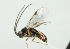  ( - CASENT2163191)  @12 [ ] CreativeCommons - Attribution (2010) CBG Photography Group Centre for Biodiversity Genomics